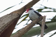 Tityre gris (femelle)  / Matoury (Guyane française), mars 2014